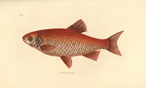 The Naturalists Miscellany Book Drucke: Ide or orfe, Leuciscus idus