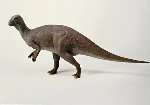 Iguanodon Model Drucke: Iguanodon model, 1990s