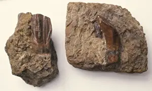 Dinosaur Fossils Drucke: Iguanodon teeth