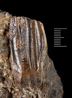 Iguanodontzahn