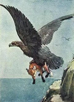 Large Bird Of Prey Drucke: Illustration, White-Ear and a large eagle