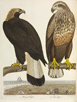 Unreifer Goldadler und Bärenadler