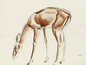 Raymond Sheppard Artwork Drucke: An Impala