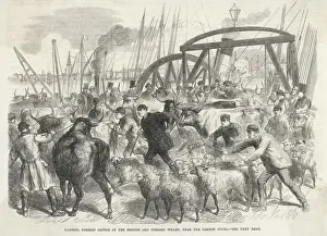 London Docks History Drucke: Imported Cattle at Docks