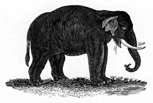 Indischer Elefant
