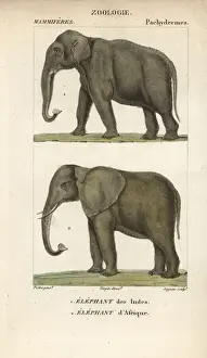 Jean Gabriel Prêtre Artwork Drucke: Indian elephant, Elephas maximus indicus