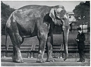 Jung Drucke: Indischer Elefant im londnischen Tierpark 1896