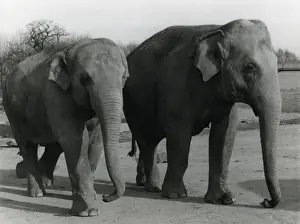 Vintage Elephant Images Drucke: Indian Elephants