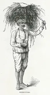 Indischer Grasmäher