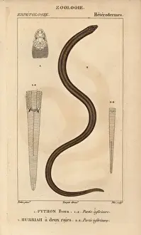 Jussieu Dictionnaire Des Sciences Naturelles Drucke: Indian python, Python molurus, and New Guinea