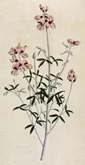 Historical Plants Drucke: Indigofera Candicans