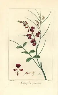 Botanical Illustration Artists Drucke: Indigofera juncea