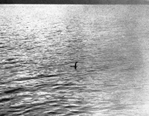 Ein berüchtigtes Bild des Loch-Ness-Riesens