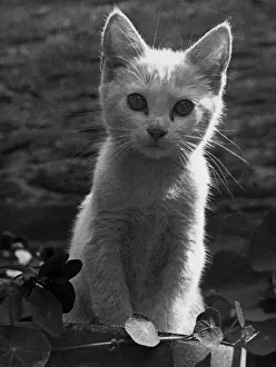 Cute Cat Pictures Drucke: Innocent Kitten
