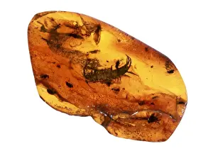 Drucke von Ein Centipede aus der Oligozäne Zeit gefangen im Baltischen Bernstein etwa 35-40 Millionen Jahre alt. Der Bernstein ist ein natürliches, durchsichtiges Fossilisierungsresinat Tausendfüßler Drucke: Insekt im Bernstein