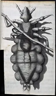 Entomology Images Drucke: Insect body