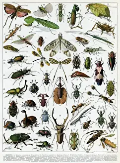 Nature Insect Images Drucke: Insectes - Insects