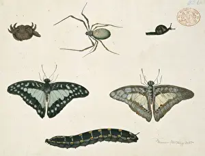 Australian Insects Drucke: Insects