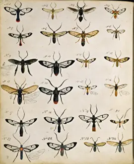 Insects
