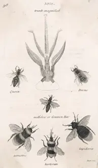 Insekten/Bienen