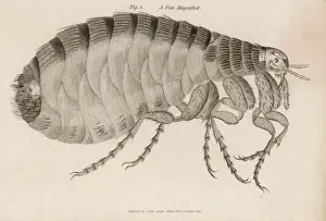 Drucke von Gemeiner Floh (Pulex) Flöhe Drucke: Käfer/Fledermaus