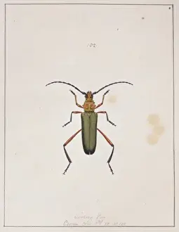 Hexapod Insect Images Drucke: Insects of Georgia