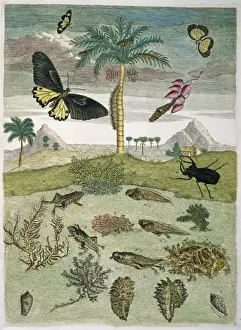 Insekten, Pflanzen und Schalen gegen Landschaft