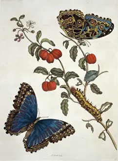 Botanisch Drucke: Käfer von Suriname