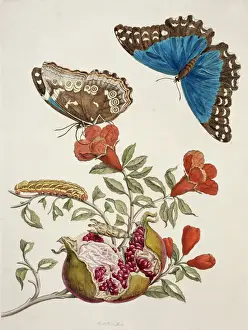 Botanisch Drucke: Käfer von Surinam