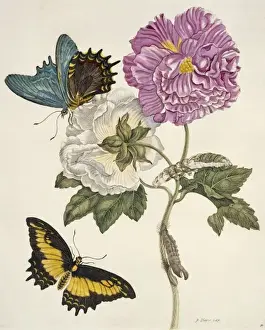 Insekten von Surinam