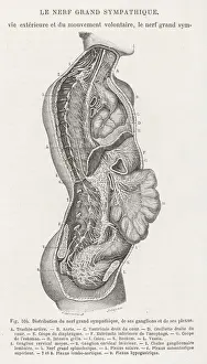 Nervous System Diagram Drucke: Internal anatomy