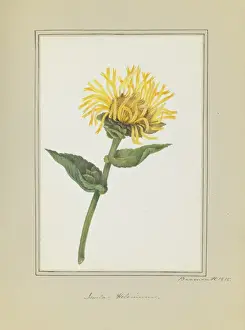 Angiosperm Illustrations Drucke: Inula helenium, elecampane