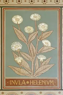 Inula Helenium Drucke: Inula helenium, elfwort