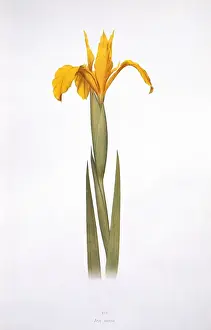 Iridaceae Family Drucke: Iris aurea, iris
