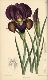 Botanical History Illustrations Drucke: Iris barnumae, purple iris native of Armenia