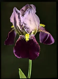 Iridaceae Family Drucke: Iris Bruno (Tall Bearded Iris)