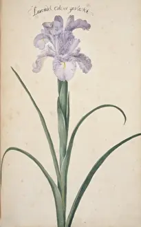 Botanical Flower Drawings Drucke: Iris cf. germanica, bearded iris