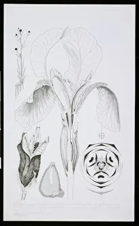 Arthur Harry Church Artwork Drucke: Iris florentina