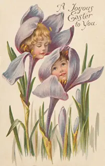 Die Irisblume zeigt ihr Gesicht