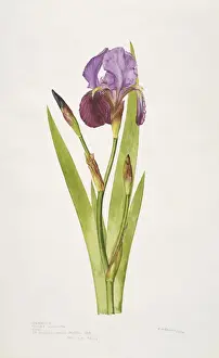 Iridaceae Plant Drucke: Iris germanica, bearded iris