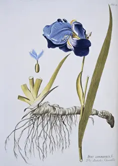 Flowering Plant Illustration Drucke: Iris germanica, flag iris