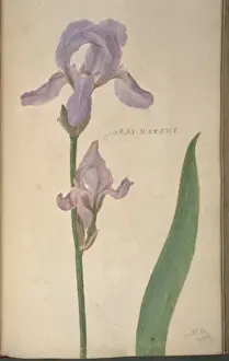 Monocotyledonous Flowers Drucke: Iris maxima, iris