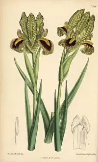 Matilda Smith Artist Drucke: Iris meda, native of Persia