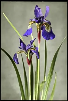 Iridaceae Family Drucke: Iris Orientalis (Spuria Beardless Iris)