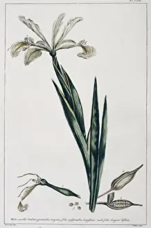 Angiosperm Illustrations Online Drucke: Iris orientalis, Turkish iris