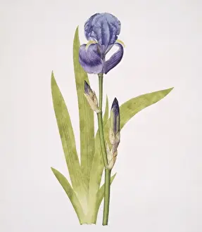 Ichirigasa-hime, satsuki-iris