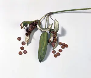 Ichreis pseudekorus gelbe Iris