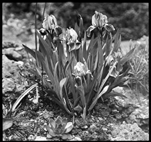 Dwarf Iris Drucke: Iris Pumila (Dwarf Iris)
