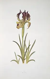 Monocotyledonous Flowering Plants Drucke: Iris sari, iris