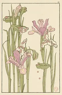 Iris Samenkapseln